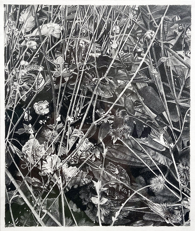 Mirjam Abraas Anemone II, 2024 pencil on paper 24 x 28 cm