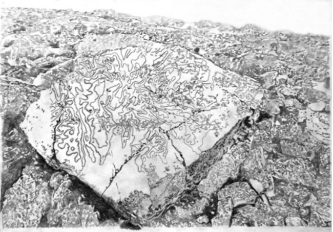 Gam Bodenhausen Mountain Lines/Grey Knotts, 2023 pencil on paper 29,7 x 42 cm